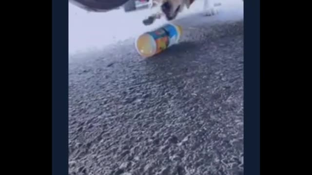 Unbelievable!! Supper Clever Dog Top Videos 2020🙀😻😻 | Intelligent Smart Dog