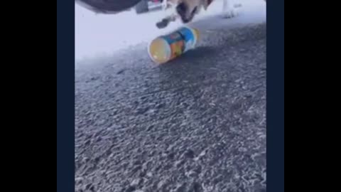 Unbelievable!! Supper Clever Dog Top Videos 2020🙀😻😻 | Intelligent Smart Dog