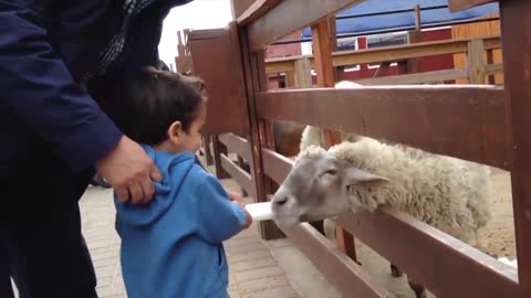 Kids Playing With Monkey For The First Time | Kids With Animals At The Zoo