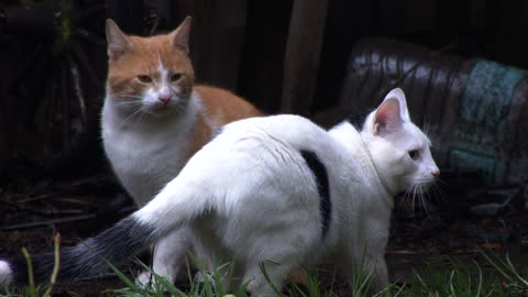 Very cute cat &funny