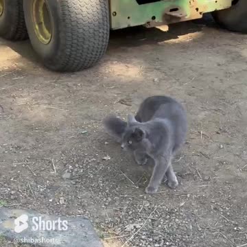 Matrix Kitty starts Glitching