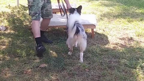Ruff Cut PodCast Leash Handling part 1 cut g