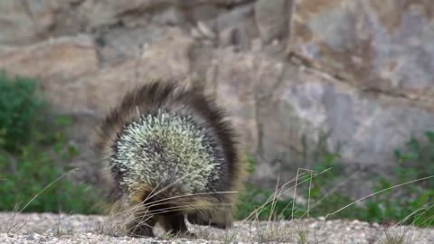 Combat Réel: Porc-épic Vs Lion - Les Lions ne Peuvent pas Abattre 1 Porc-épic