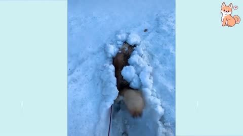 tender, cute and funny puppies