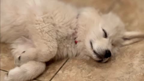 Great Pyrenees Dog Our Dream Love Her