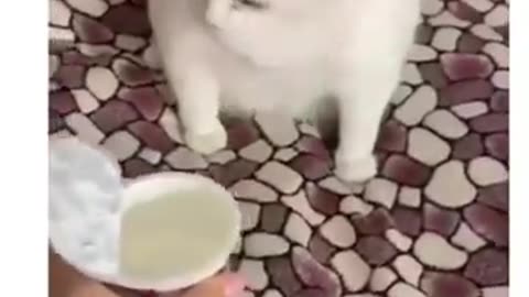 animals videos 😻😹😼#funny #cats #dogs #funnymemes #funnydogs #funnycats