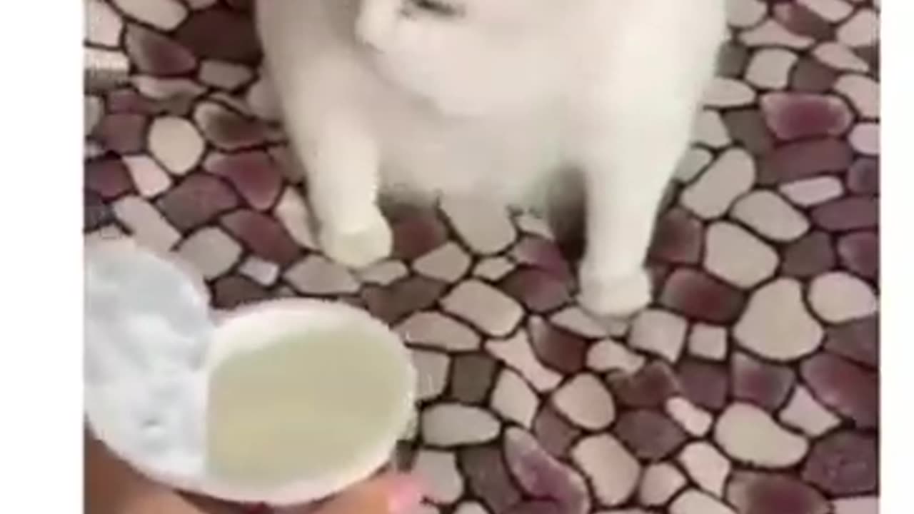 animals videos 😻😹😼#funny #cats #dogs #funnymemes #funnydogs #funnycats