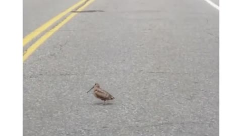 Bird Crossing The Road And I Can't Stop Thinking About It