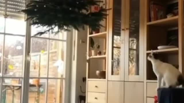 We decided to hang our Christmas tree from the ceiling so the cat would not destroy it