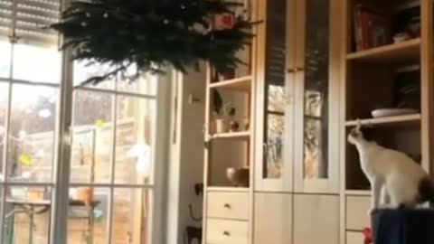 We decided to hang our Christmas tree from the ceiling so the cat would not destroy it