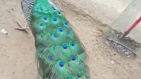 Beautiful peacock | life on earth. #shorts #lifeonearth #life_on_earth