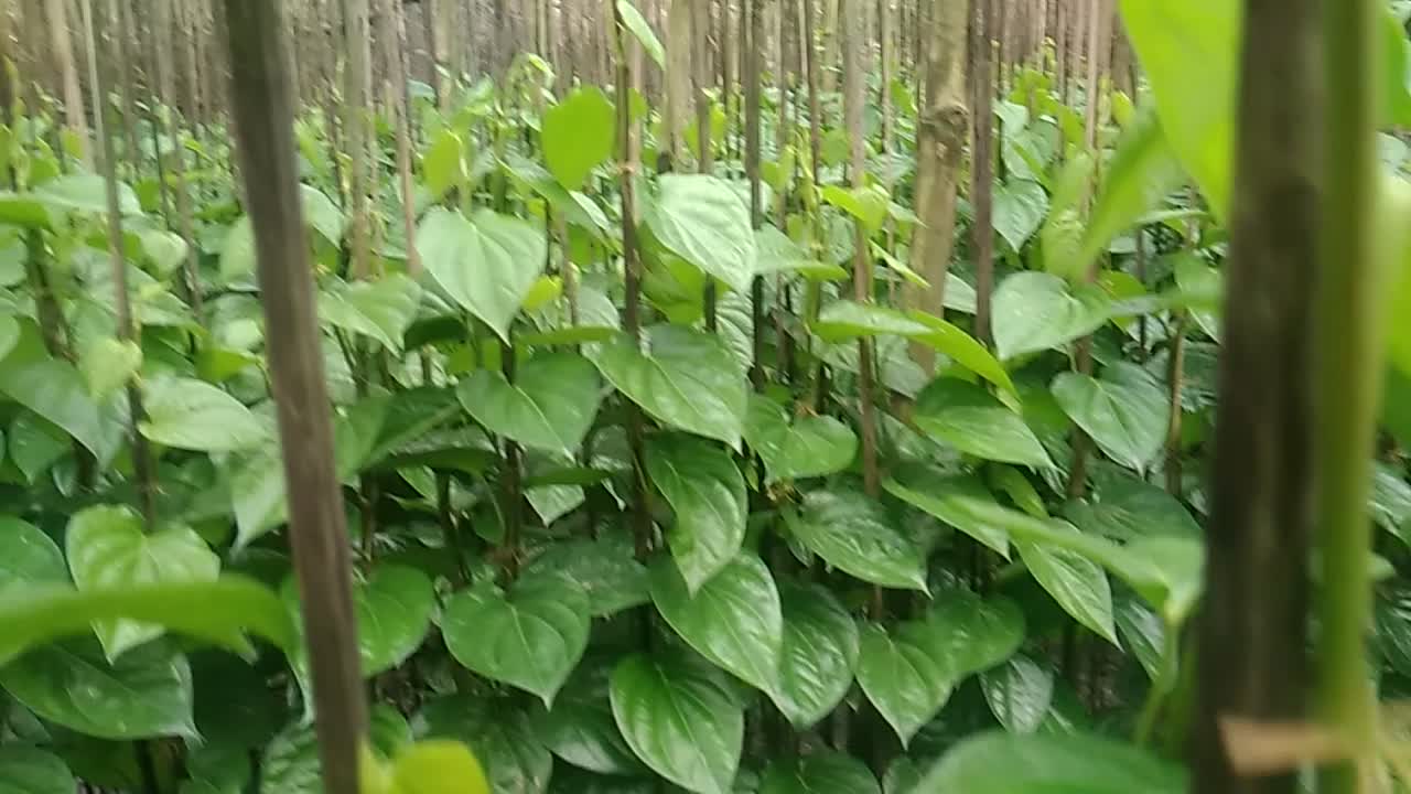 An ideal betel garden-betel leaf cultivation-betel field.