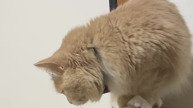 Funny Time,just chill this cats