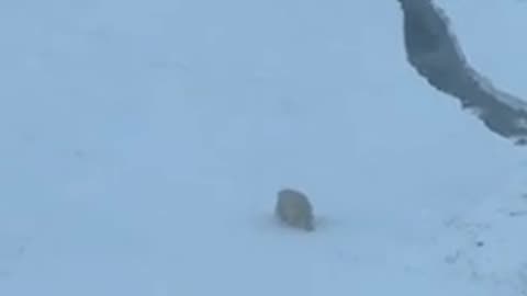 Polar bear obstructs a nuclear powered ice breaker