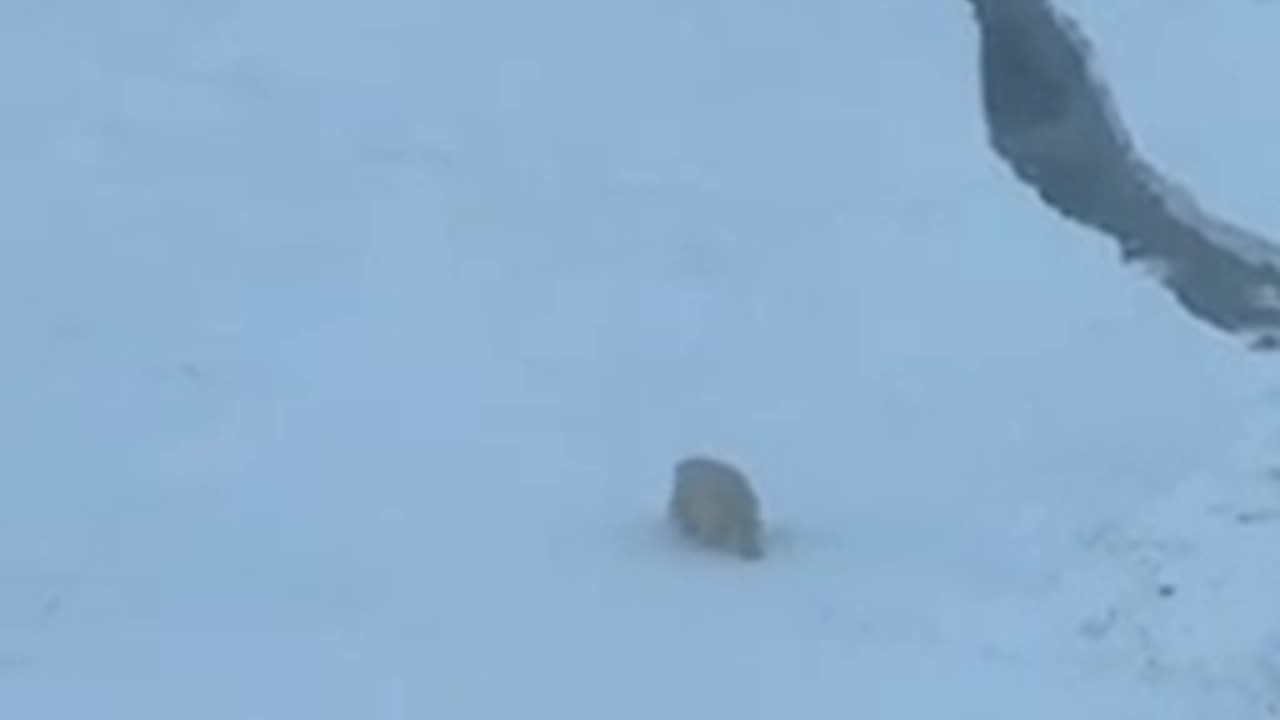 Polar bear obstructs a nuclear powered ice breaker