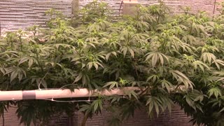 My CCH2O system day 92 Mr. Nice scrogged