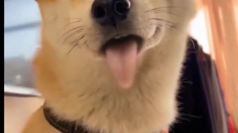 Funny cat 🐈 video 😅😅| funny cat and dog 🐶 video |#viral