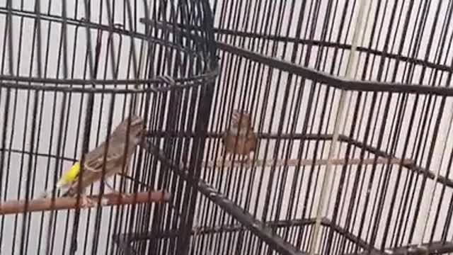 Black throat siskin