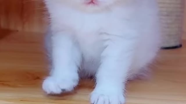 Cute and Funny Cat vs Dogs Videos Compilation