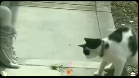 Funny animal😀😀😀