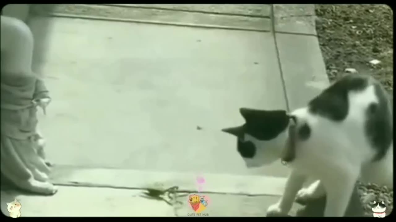 Funny animal😀😀😀