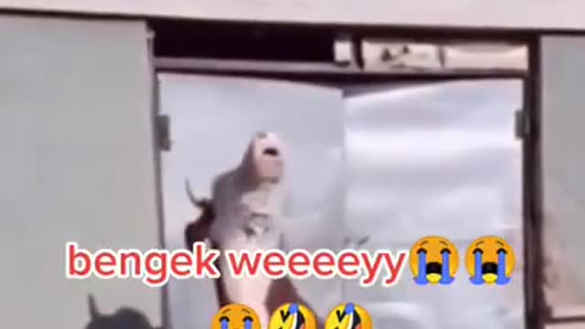 funny video the dog is scared