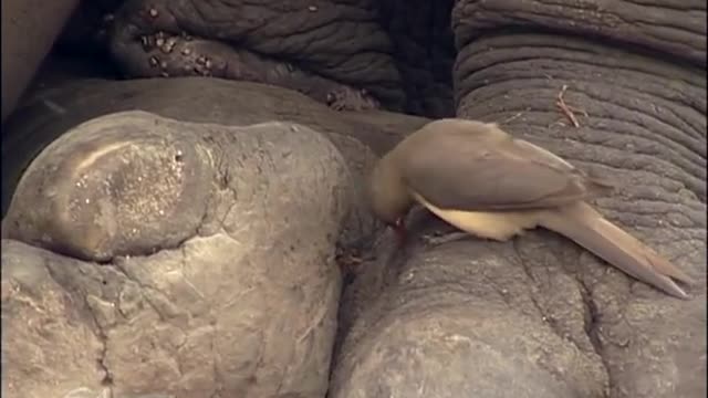 Birds helping rhino to clean it's ear