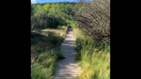 Meadow Walk 1