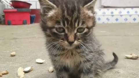 The kitten waits for her mother every day