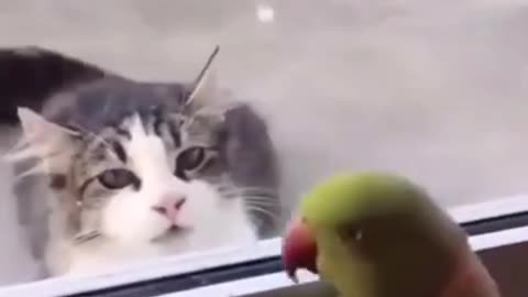 Funny Cat Videos 10 - You will Laugh So Hard 🤣