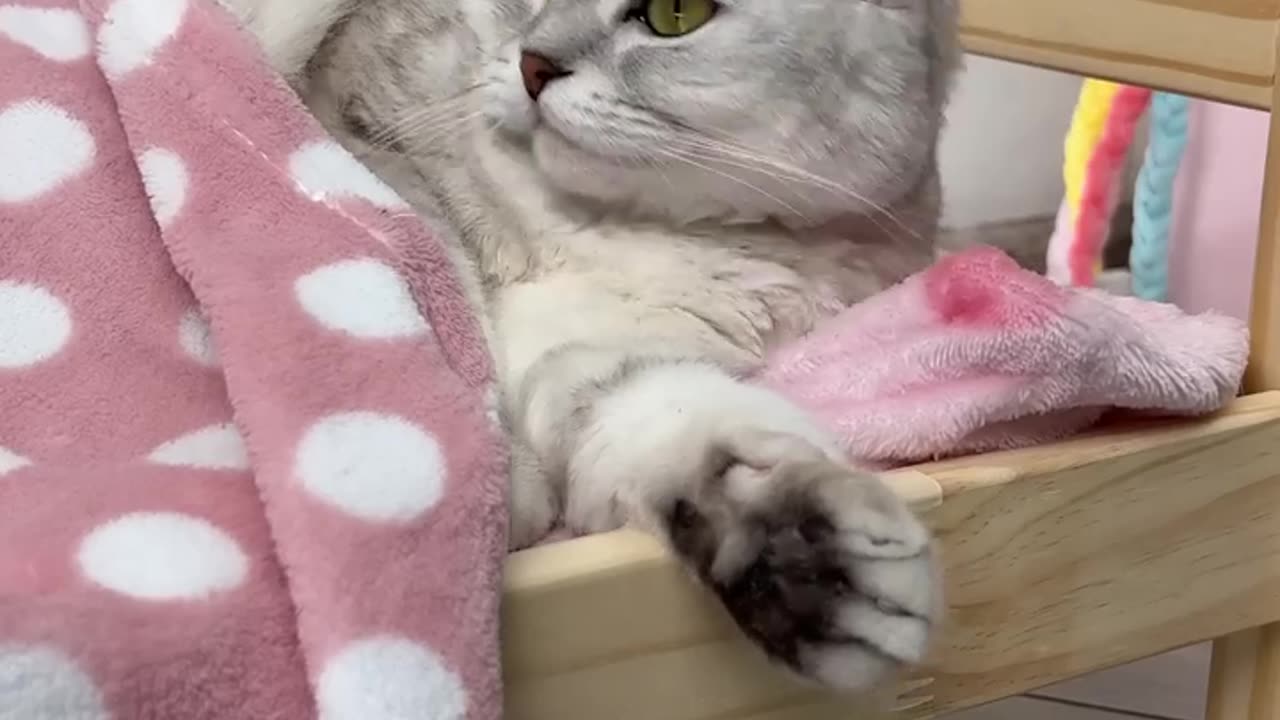 Nightmares -- That_s why cats don_t like combs(720P_60FPS) #cute cat #viral