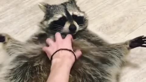 cute little animal