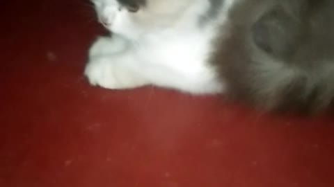 Mother Cats