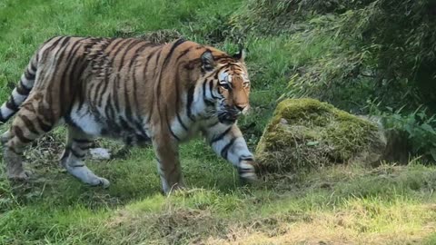 Giant Tiger breaks family home