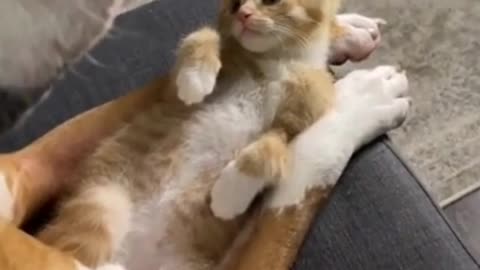 Funny and Cute CAT Videos Compilation