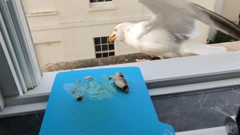 Feeding Time at the Gull and Pigeon Aviary