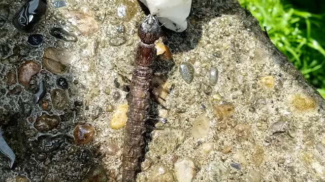 What the Heck is this!