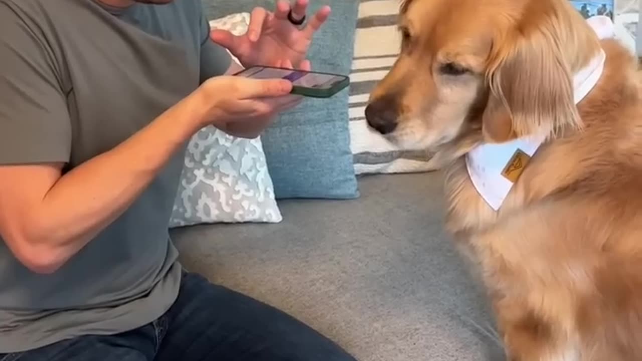 Dog translation app 🐕