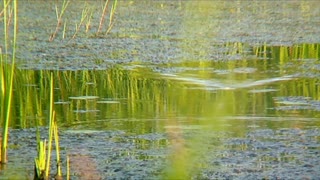 swamp cork fish strike