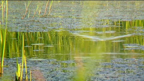 swamp cork fish strike