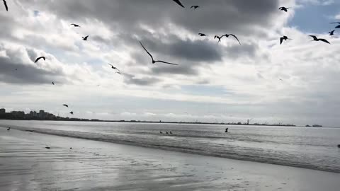 Animals