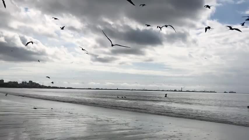 Animals