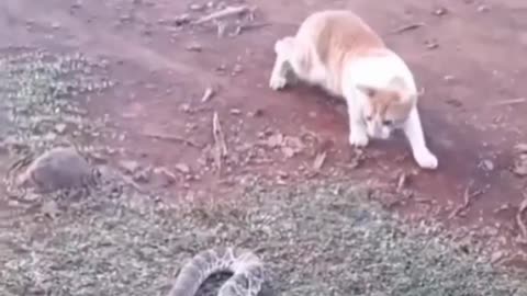 Funny animal video