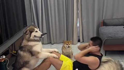 Anjing yang cerdas