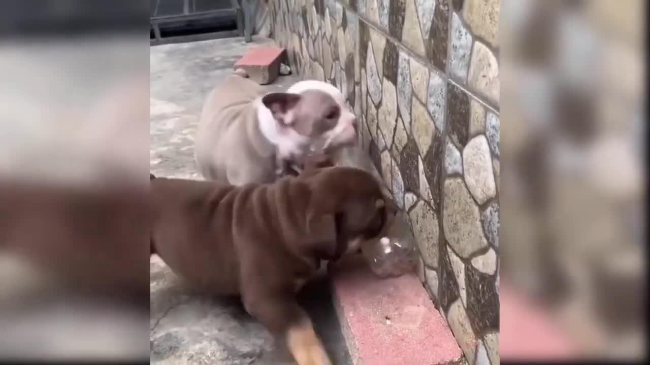 💗Baby Dogs Cute and Funny Dog Videos Compilation💗