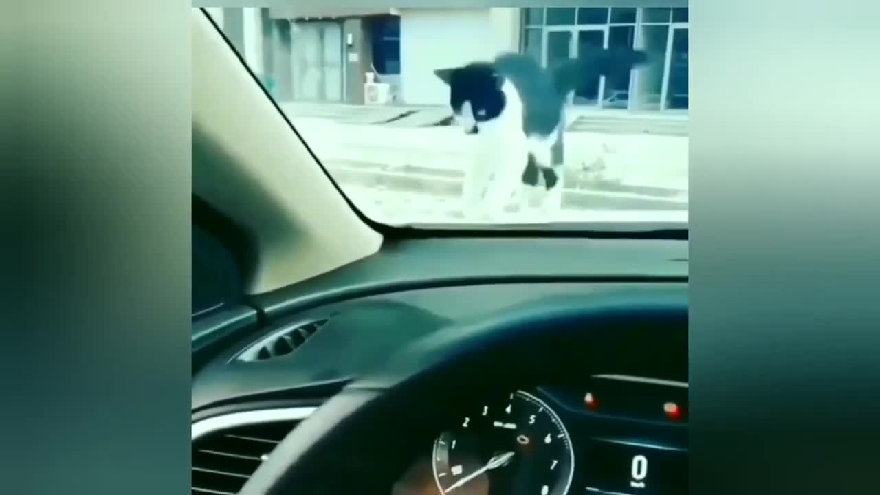 Funny moment of animals