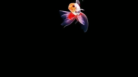 Goldfish