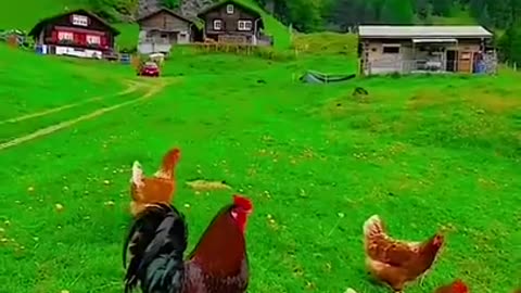 Funny animals videos