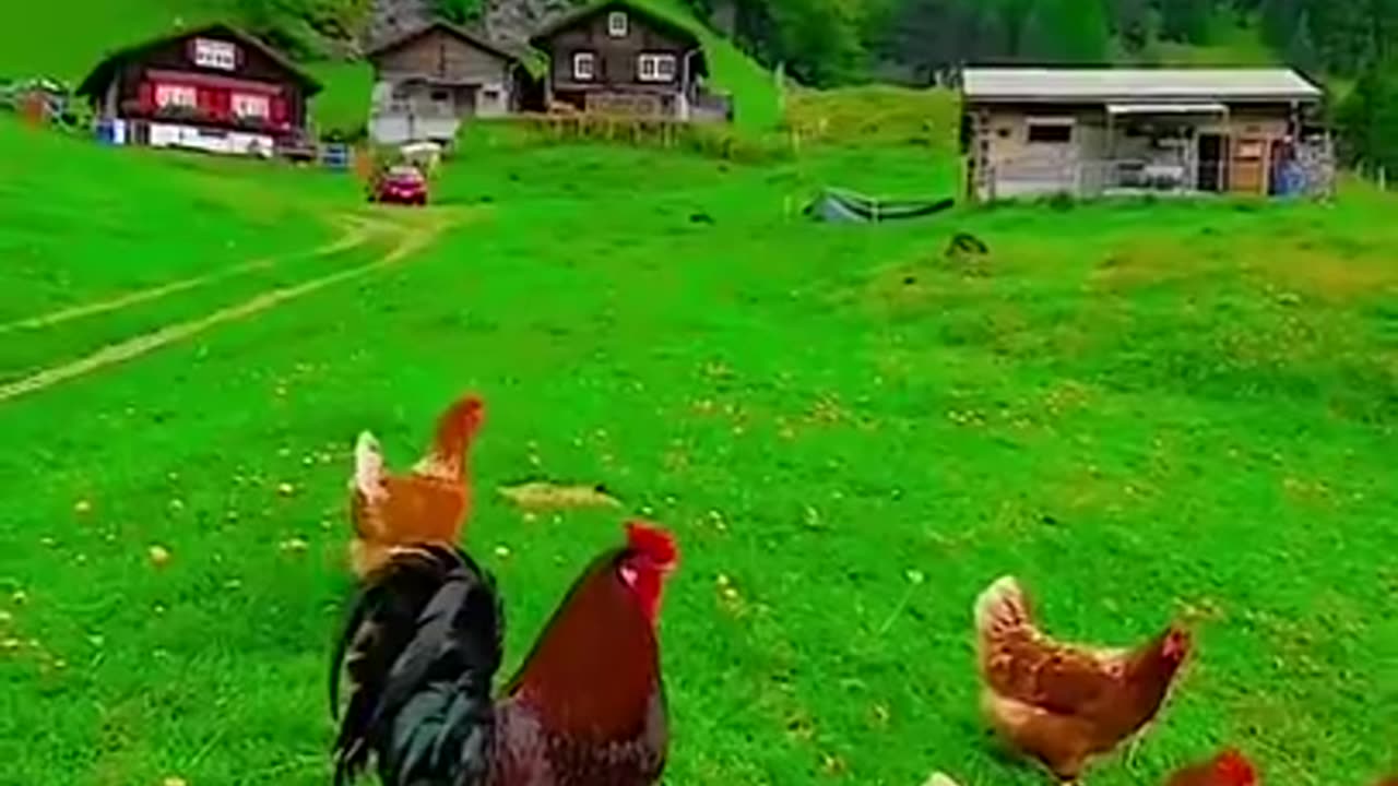 Funny animals videos