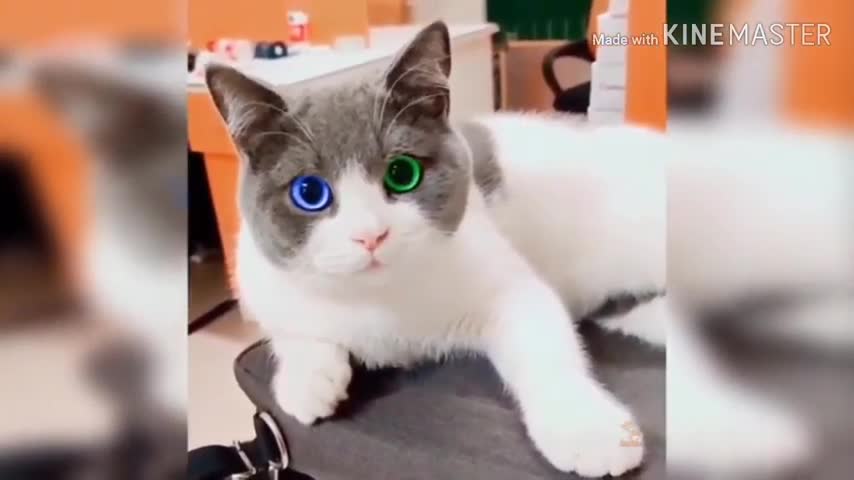 KUCING LUCU